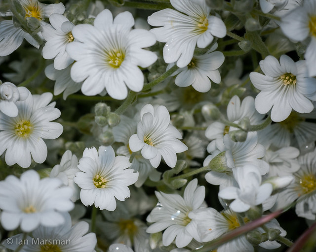 White flower bunch