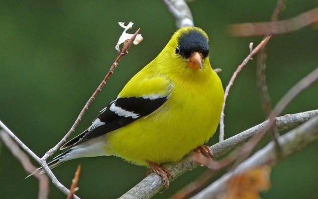 American Goldfinch male-16May14