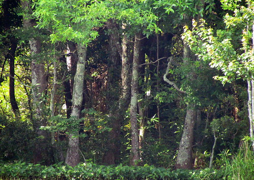 tree nc harkersisland