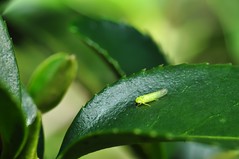 Cicadelle des thés, Jacobiasca  formosana, sur une feuille de Bai Hao