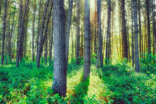 travel blue trees red vacation sky sunlight green tower skyline forest canon de exposure rotorua north clear zealand nz redwood trial henrique 6d oceania 2470mm boucault