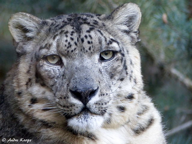 Snowleopard - Zoo Amneville