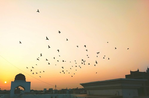 newdelhi birds sun sunset nature beauty landscape panorama