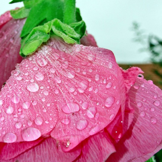 refreshing flower shot - alternate  view - pink -  geschlossene Stockrose mit Regentropfen - Alcea rosea - . Raindrops.