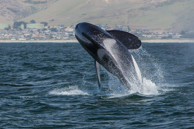 Orca, Killer Whale, breaching - Morro Bay, CA May 8, 2014 Orcinus orca