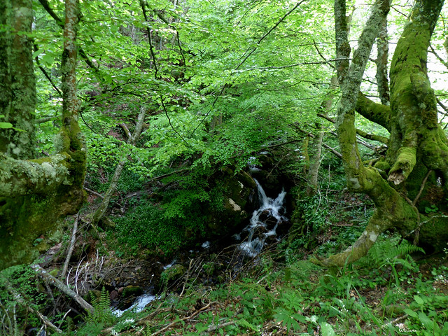Braña La Puerca - Salimeira del Xiblu - Cuevagüerta (Teberga) (11-05-2014)