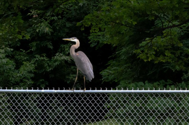 Juvenile Blue Heron on the fence