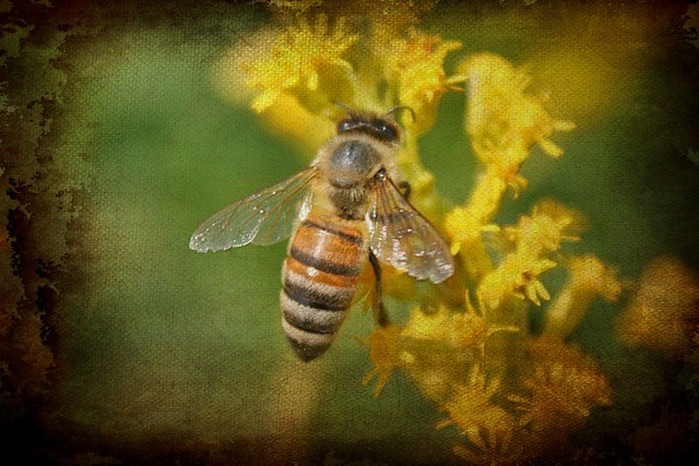 Honeybee Feasting On Goldenrod Blossoms Textured 007