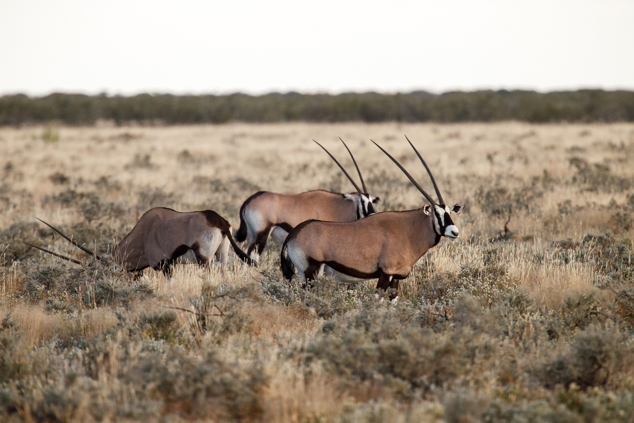 Oryx Antelope - Namibia