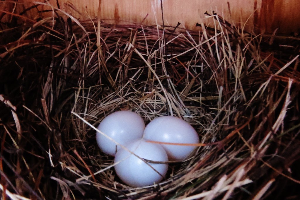 Pink Bluebird Eggs