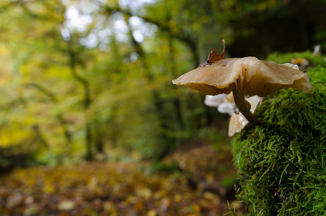 autumn-mushroom