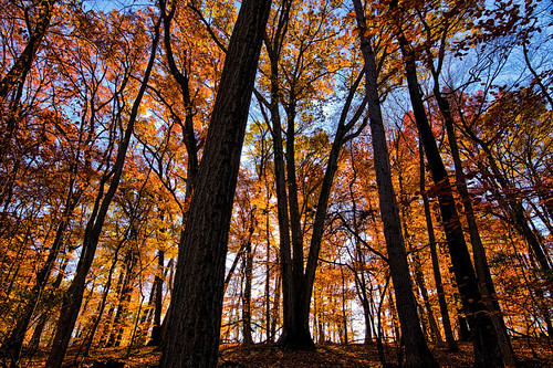 forestafire november 52in2016 week45 “theme diagonal linesintersecting lines tyler state park newtown pa trees color leaves fall autumn intersecting