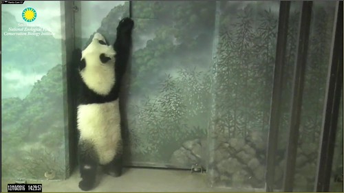 Can someone please open the door for me? Attribution: Smithsonian's National Zoo | by helenwoo555