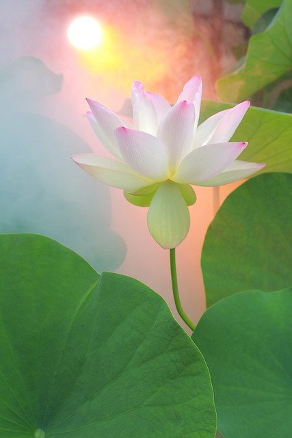 Lotus Flower - DD0A2811-1000