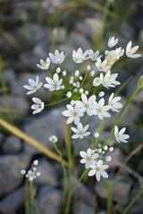 Allium subhirsutum, Lustica Peninsula, 42.387800, 18.597276