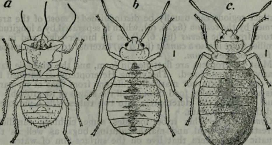 Several bugs in our code. From the [Internet Archive Book Images](https://www.flickr.com/photos/internetarchivebookimages/14760162636)