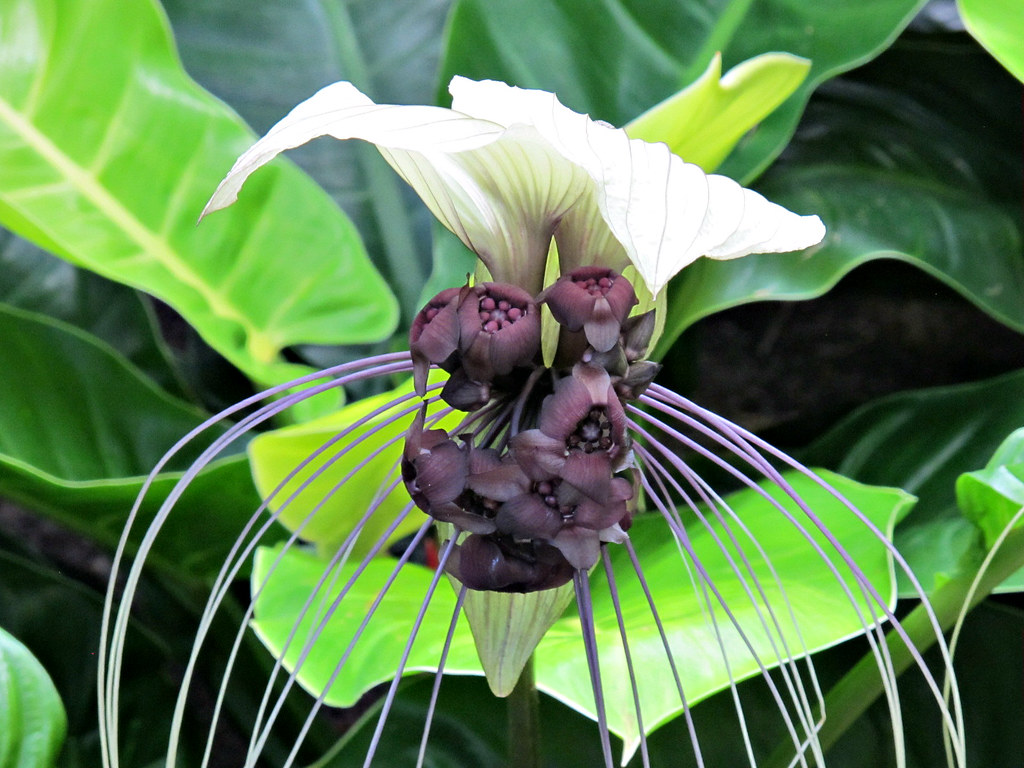 White Bat Flower, Lewis Ginter Botanical Garden IMG_0927 | Flickr