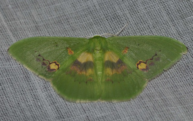 Rhodochlora brunneipalpis