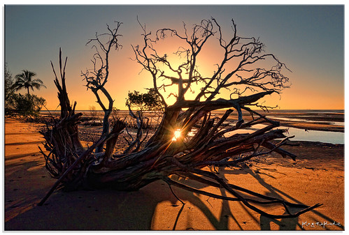 shadow tree silhouette sunrise dead sand driftwood tidal hdr fotografdude sonyrx100