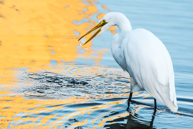 Great Egret Reflections