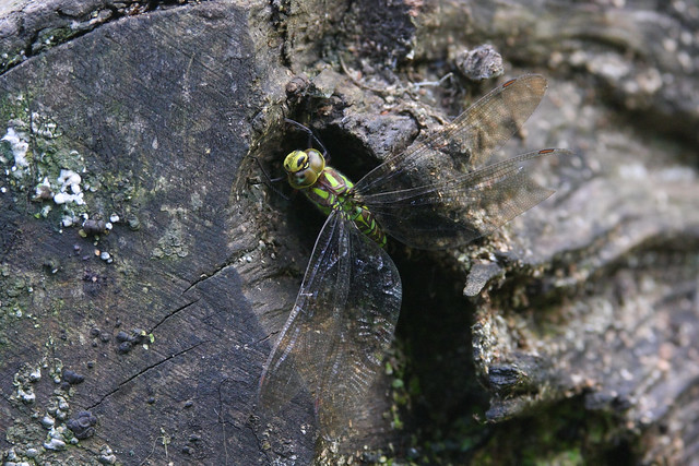 Dragonfly Laying Eggs