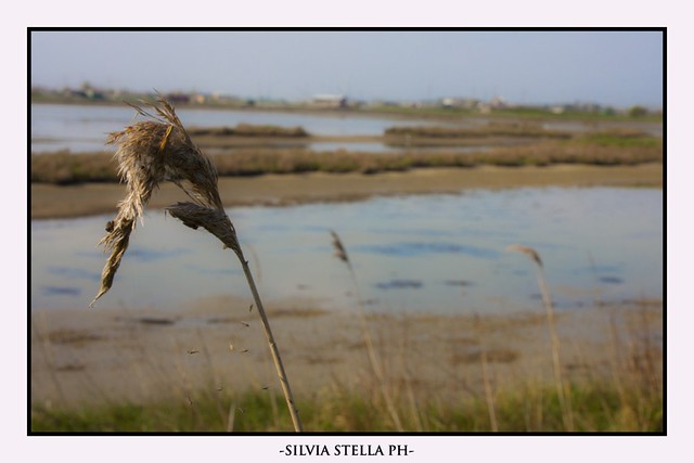 Nature's life in the Po delta  (14)
