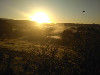 Swallows greet the dawn