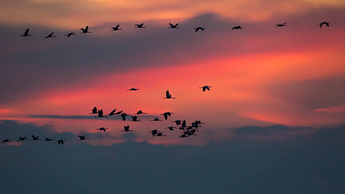 Migration de la Grue cendré by yann.dimauro, animaux ardenne champagne der faune lac oiseau ornithologie rhone yanndimauro étang