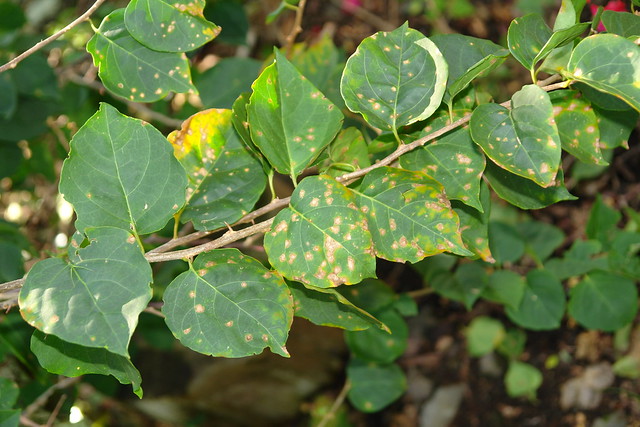 Bougainvillea leaf spot