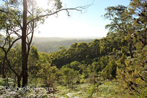 Messmate Stringybark (Eucalyptus obliqua) woodland | Flickr