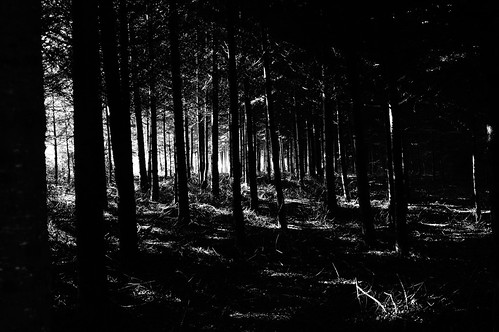 wood forest blackwhite nex nex6