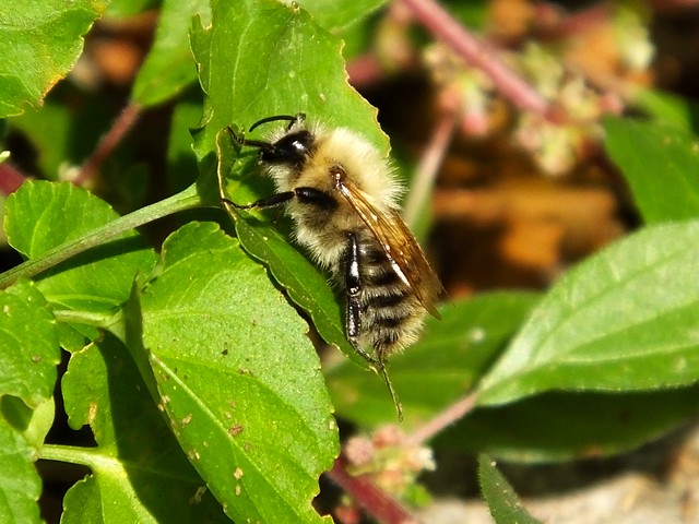 Common Carder bee Bombus pascuorum
