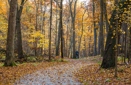 path autumn woman bicycle landscape tree kalamazoocounty trail eliasonnaturereserve leaf yellow outdoor unitedstates fall portage michigan us