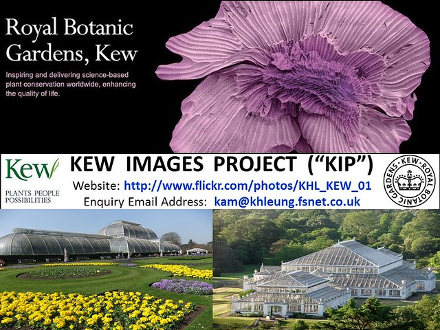 The Royal Botanic Gardens, KEW Photo Contest Winners Listing