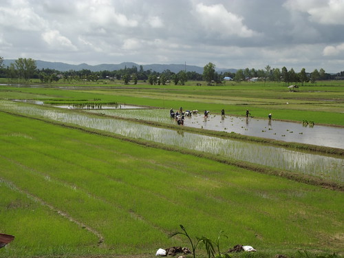 thailand rice paddy farming ricepaddies agriculture chiang rai paddies wiangchai raiplantingchiang