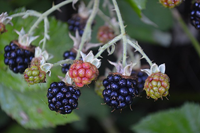 Blackberries are ripening!