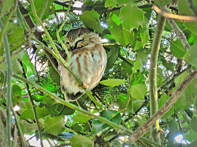 Northern Saw- whet Owl