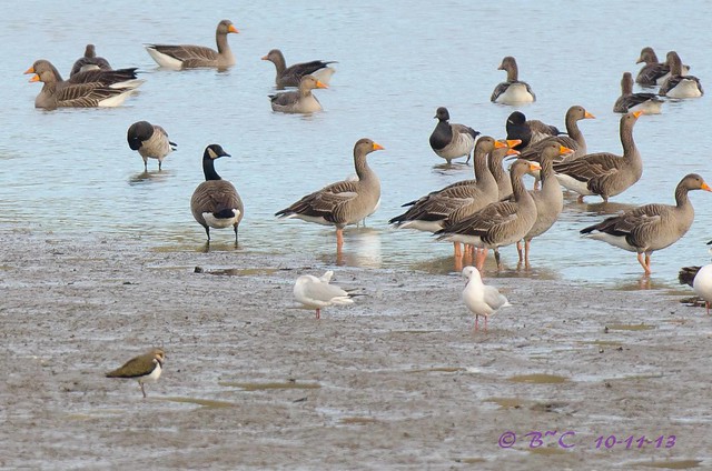 Greylag, Brent & Canada geese
