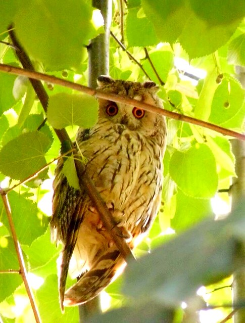 Beautiful Owl #owl#nature #Italy