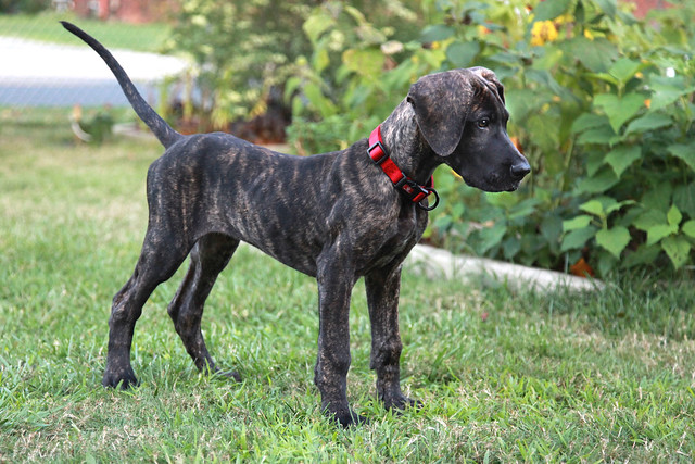 Bane The Great Dane (3 months old) 08-24-14