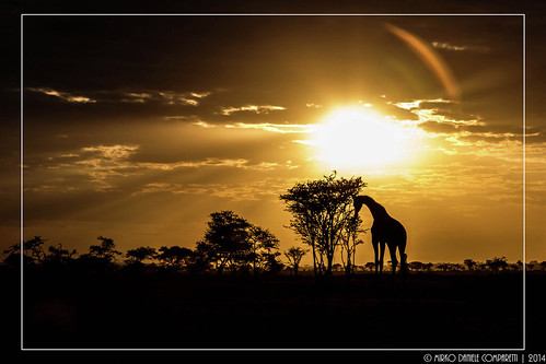 morning black silhouette yellow sunrise geotagged tanzania alba giallo mara giraffe nero giraffa mattina tza tanzania2014 geo:lat=248189897 geo:lon=3480902677