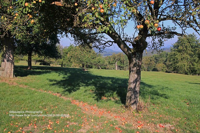 Schurwald, Hohengehren, apple season