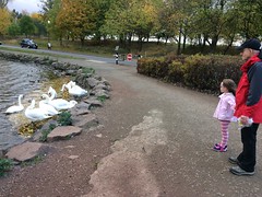 Anna and the swans