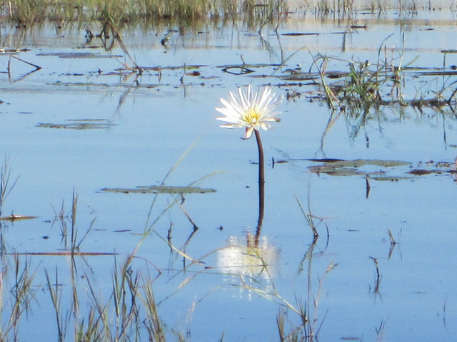 Lone Swamp Flower
