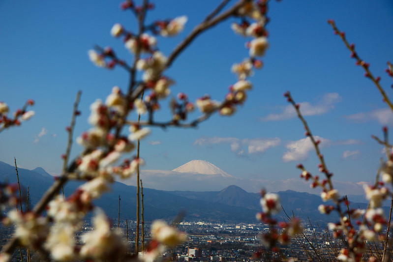 曽我丘陵と梅の花と富士山