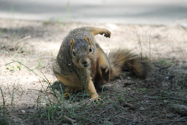 16/365/2207 (June 27, 2014) - Squirrels in Summertime at the University of Michigan (June 27, 2014)