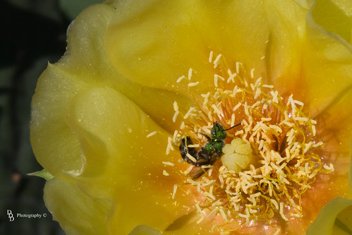 pollination | by David Devore
