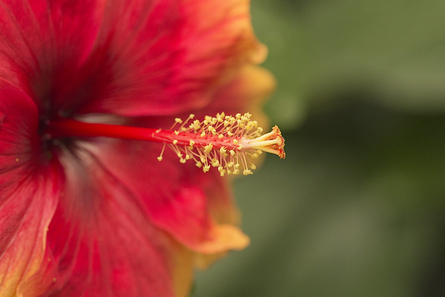 Detalle Flor Hibiscus