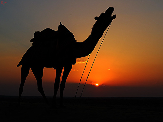 1IMG_5848 CAMEL IN THE DESERT AT SUNSET TIME