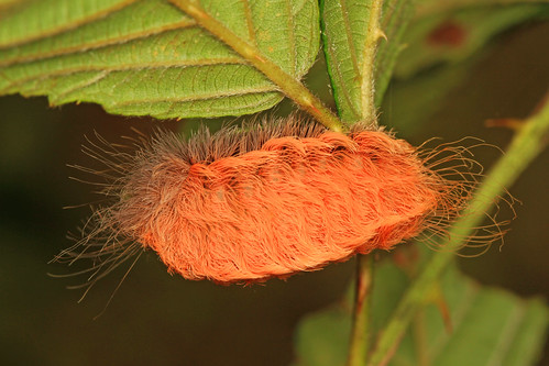 Southern Flannel Moth caterpillar - Megalopyge opercularis, Merrimac Farm Wildlife Management Area, Aden, Virginia | by Judy Gallagher